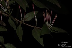 Englerina kagehensis