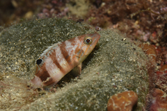 Serranus hepatus