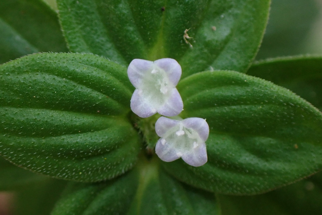 Spermacoce latifolia (Spermacoce latifolia)