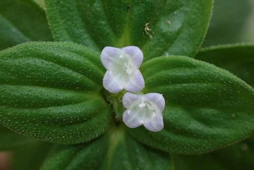 Spermacoce latifolia Aubl.