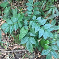 Tetradium ruticarpum