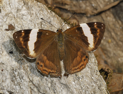 Dodona ouida phlegra
