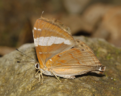 Dodona ouida phlegra