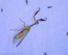 Dicromantispa interrupta