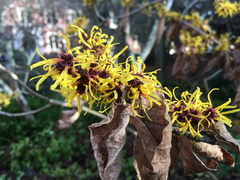 Hamamelis mollis