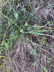 Nassella leucotricha