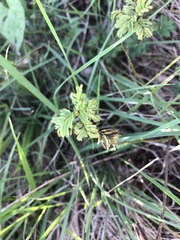 Nassella leucotricha