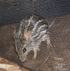 Lemniscomys striatus