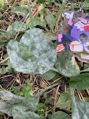 Golovinomyces sordidus