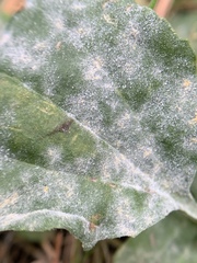 Golovinomyces sordidus