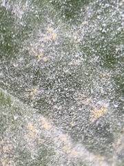 Golovinomyces sordidus