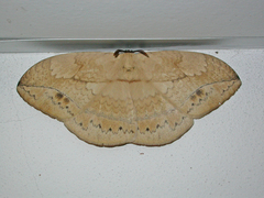 Sphingognatha asclepiades