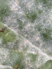 Golovinomyces sordidus