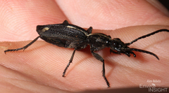 Cypholoba