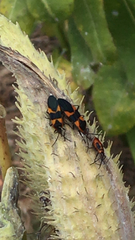 Oncopeltus fasciatus