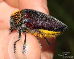Sternocera pulchra
