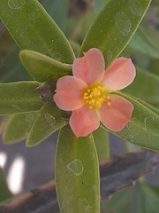 Portulaca cryptopetala