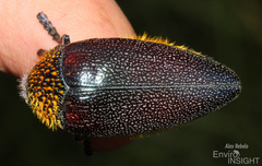 Sternocera pulchra