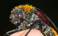 Sternocera pulchra