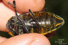 Sternocera pulchra