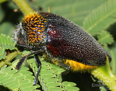 Sternocera pulchra