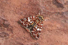 Anarta myrtilli