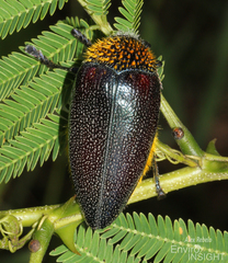 Sternocera pulchra