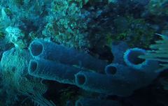 Callyspongia aculeata