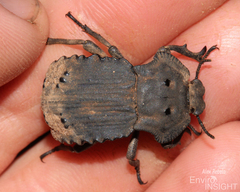 Anomalipus heraldicus heraldicus