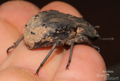 Anomalipus heraldicus heraldicus