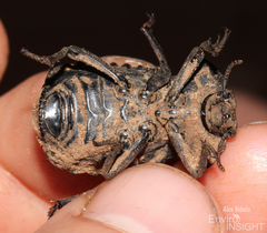 Anomalipus heraldicus heraldicus