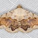 Eublemma pectorora - Photo (c) Ian McMillan,  זכויות יוצרים חלקיות (CC BY-NC), uploaded by Ian McMillan