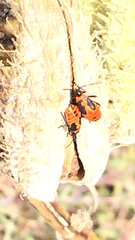 Oncopeltus fasciatus