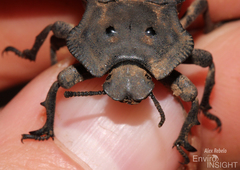 Anomalipus heraldicus heraldicus