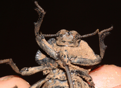 Anomalipus heraldicus heraldicus