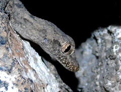 Mediodactylus heterocercus