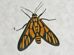 Amata tigrina