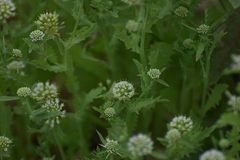 Acicarpha tribuloides