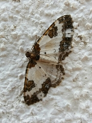 Melanthia procellata