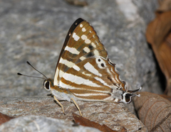 Dodona eugenes