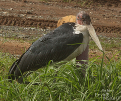 Leptoptilos crumenifer