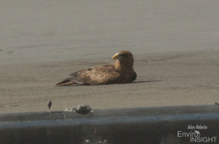 Milvus migrans parasitus