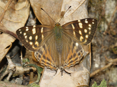Dodona eugenes