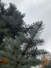 Picea glauca