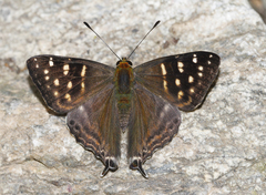 Dodona eugenes