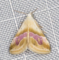 Eublemma roseana