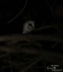 Tyto alba poensis