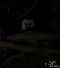 Tyto alba poensis