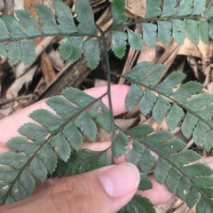 Arachniodes rhomboidea