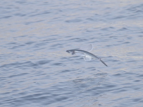 Bennetts vliegende vis (Cheilopogon pinnatibarbatus) — Exocoetidae — 4